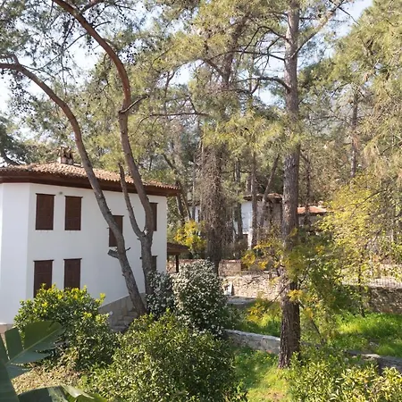 Alp Lavanta *